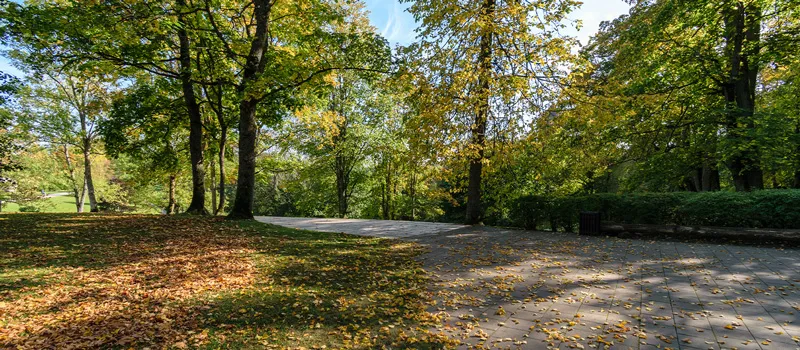 ground level view of mature trees in park