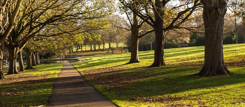 tree line path of mature trees at park